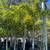 Foxtail Palm Trees 1 thumbnail