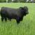 Registered Beefmaster Seedstock Bull For Sale 5 thumbnail