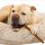 Large Cadet Bull Sticks for your pup! (2-pack) 1 thumbnail