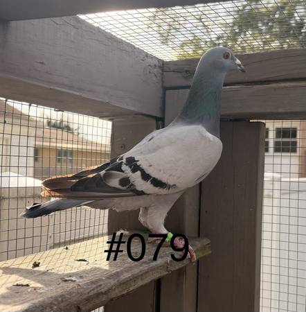 Pigeons- Home racing 1