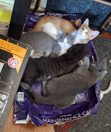 9 week old kittens (Clintonville/ N. Columbus)63149019574147122