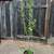 Organic Plum Tree Burgundy very healthy! 2 thumbnail