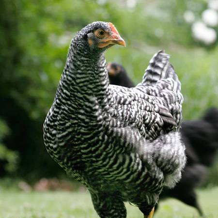 Barred Rock Pullets/Rhode Island Red Pulletts 1