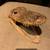 Alligator Head in very good condition 2 thumbnail