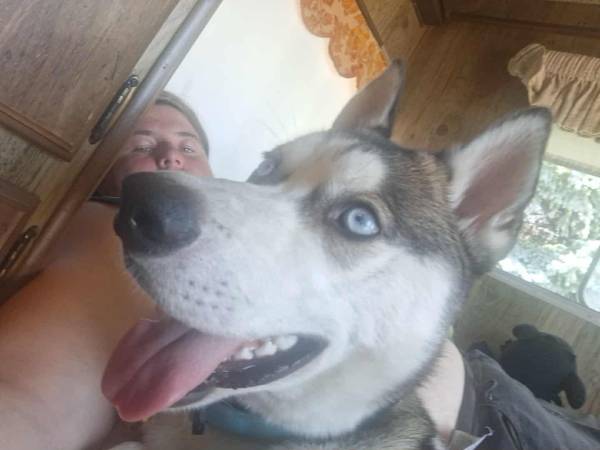 8 month husky (Salt Lake City)63674540873859121