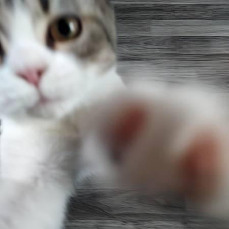 Gatita hembra63844235833217124