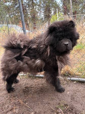 Chow Chows de raza pura575284733732474883