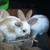 Mini Lop Kits Available ~ Wish to Sell Baby Bunnys? 9 thumbnail