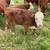 Miniature Hereford heifers for sale. 3 thumbnail