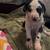 Great Danes for Adoption 1 thumbnail