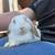 Lop Bunnies 15 thumbnail