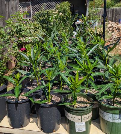 Oleanders for sale 1