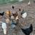 Chicken , Ducks , Roosters Far Sale 1 thumbnail