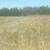 All Types of Hay for Sale - Delivery Available 8 thumbnail