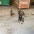 Adopt a puppy- German Shepard mix with Belgian 5 thumbnail