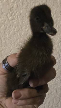 Ducklings - $3 (Madera)62904073986946120