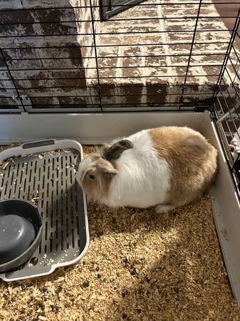 Rehoming Rabbit 1