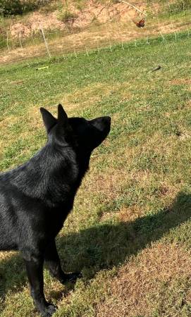 German shepherds63690952269569122