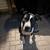 Dogwalker/Overnight Housesitting - Beloved dog & cat whisperer, is me! 6 thumbnail