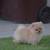 Teddy bear pomeranian 2 thumbnail