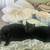 Looking to rehome my cat ~ cosmo 8 thumbnail