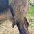 Registerable Mini Nubian buckling 12 thumbnail