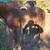 Miniature stud horses 4 thumbnail