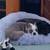 Missing Boston Terrier 1 thumbnail