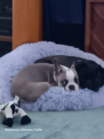 Missing Boston Terrier 1