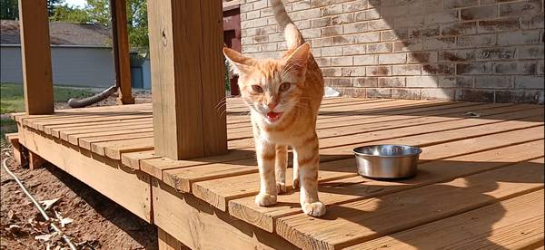 Free kittem (Madison,   AL)64151734106499120