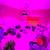 Grow lights 3 thumbnail