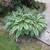 Hostas 2 thumbnail