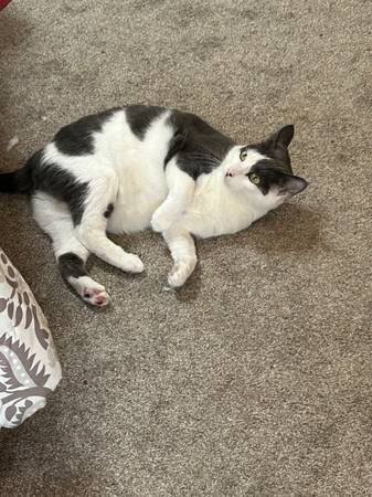 Loving cats need new home-owner passed away (Spanish Fork)64037454583938122