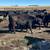 Bred Heifers 9 thumbnail