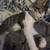 Kitten 5 months old 1 thumbnail