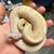 Ball Pythons 1 thumbnail