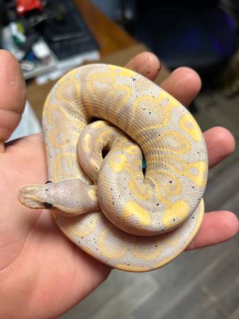 Ball Pythons 1