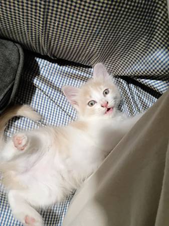 rehoming 3 kittens (crismon and southern)64007247953282121