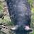 KuneKune and American Guinea Hogs, prices vary-$200 21 thumbnail