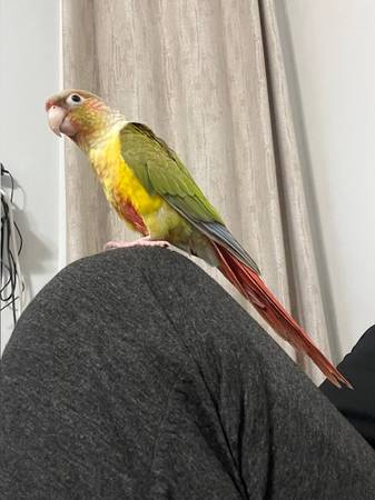 Conure 1