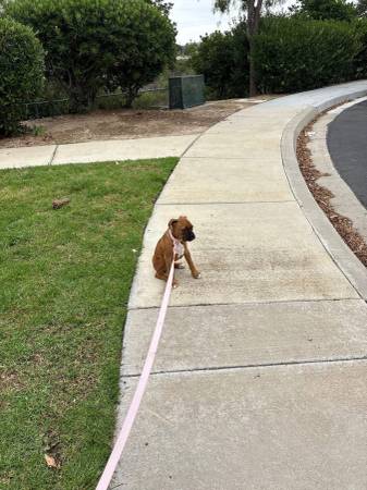 6 month old boxer (Lemon grove)63955993383554123