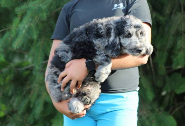 Puppy looking for a good home! (Yacolt)63916332544131121
