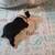 Boston terrier puppies 6 thumbnail
