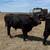 Wagyu Bull 2 thumbnail