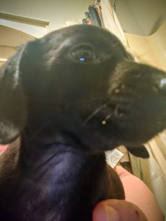 Miniature Dachshunds (Attalla)64671994572674121