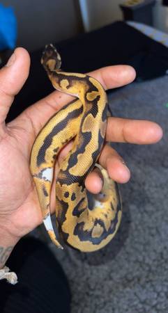 Piebald 100% Het Lavender Ball Python – Subadult Female – Rehoming ($250 OBO (San Pablo)63934078908931123