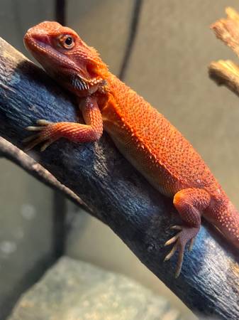 red bearded dragon 1