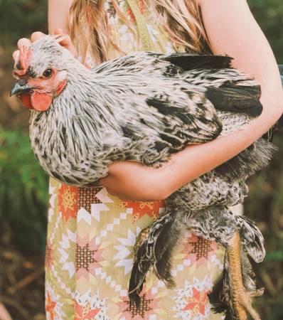 Beautiful olive egger rooster 1