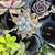 Succulent decorative plants 15 thumbnail