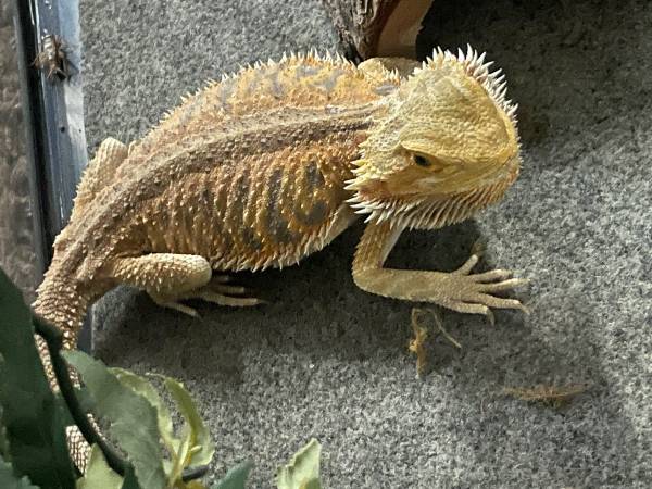 Dragón barbudo necesita hogar para siempre63686641308803120